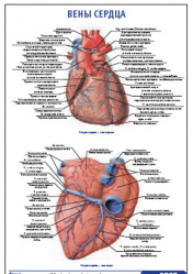 Плакат &#8220;Вены сердца&#8221; (600*900)