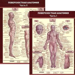 Поверхностная анатомия. Плакат в 2-частях